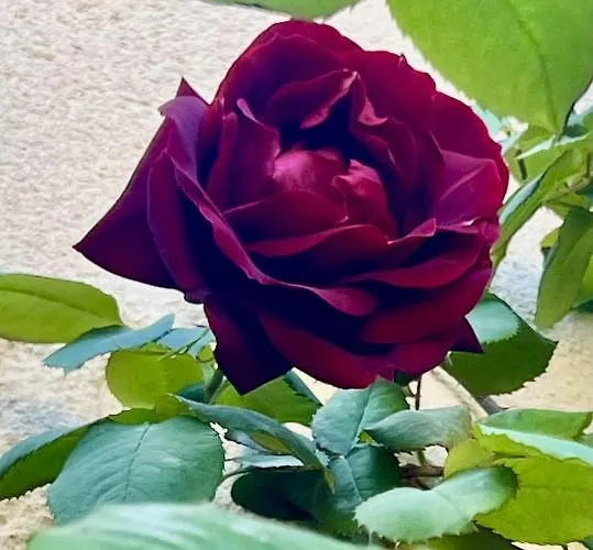 Nyaraló Cocon En Petite Camargue Aimargues